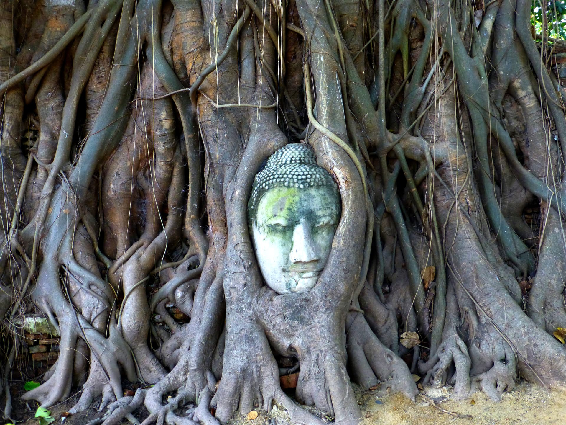 Het stenen Boeddha-hoofd ingesloten in de wortels van een ficusboom bij Wat Mahathat